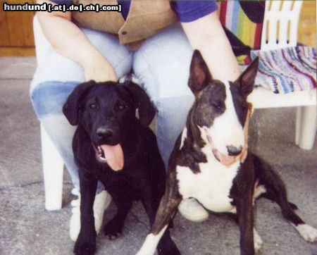 Bullterrier Hunde Foto 3866 Bullterrier lola+nachbarmädl happy ( labrador )