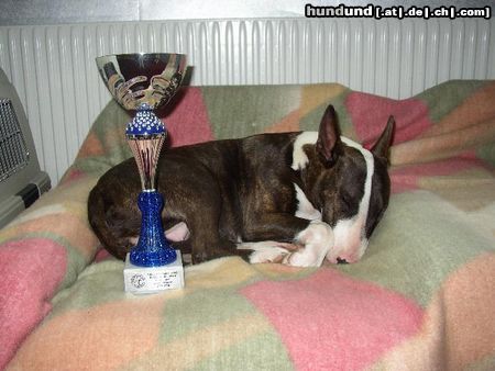 Bullterrier Hunde Foto 4104 Bullterrier lola nach der ausstellung ... groggy , fertig , aber happy !!!