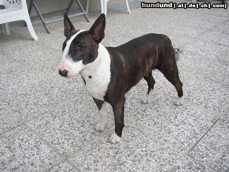 Bullterrier lola beim ausstellungstraining