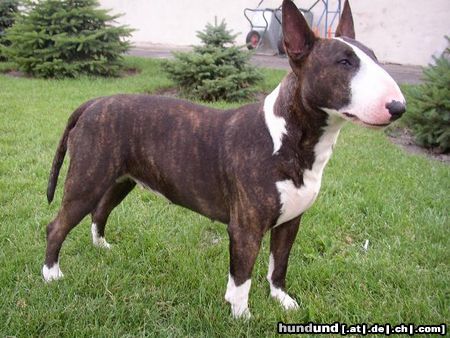 Bullterrier Hunde Foto 4214 Bullterrier braaaves huntzi ... steht so schön !!! *gg*