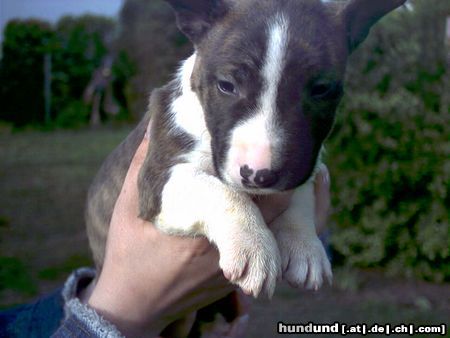 Bullterrier ..unsere Momo hier nun mit 5 einhalb wochen!