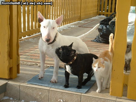 Bullterrier nathan+frenchbulldog+kater