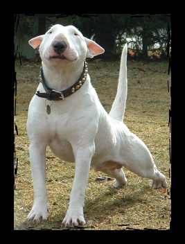 Bullterrier Hunde Foto 1805 Bullterrier Fit mach mit!
