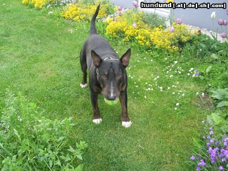 Bullterrier Hunde Foto 22680 Bullterrier philip in seinem Element