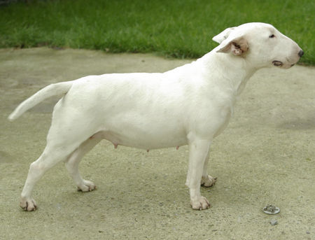 Bullterrier Hunde Foto 43360 in höherer Auflösung ansehen Bullterrier JChPl BIANCA Mea Praetoria