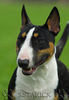 Bullterrier Hund