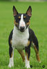 Bullterrier Hund