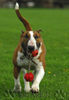 Bullterrier Foto: Ich will doch nur spiel´n (ID 34191) Bullterrier Hund