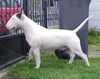 Bullterrier Foto: Mighty Bulls Bad Boy Sven (ID 1174) Bullterrier Hund