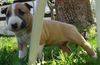 Bullterrier Foto: Sherman Aisbornes Betty Boo 4 Wochen alt (ID 3539) Bullterrier Hund
