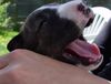 Bullterrier Foto: Sherman Aisbornes Belissima (miniature Bullterrier)...unsere kleine Maus....mittlerweile 4 Wochen alt...wir freuen uns auf sie!! (ID 3552) Bullterrier Hund