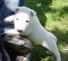 Bullterrier Foto: Sherman Aisbornes Bella Donna (miniature Bullterrier) hier 4 Wochen alt (ID 3541) Bullterrier Hund