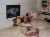 Bullterrier Foto: eine sehr müde *gähn* Bettgeschichte ... (ID 4117) Bullterrier Hund
