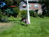Bullterrier Foto: Catch me if you can...... (ID 26558) Bullterrier Hund