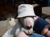 Bullterrier Foto: Nathans coole Tipps bei heissem Wetter! (ID 4421) Bullterrier Hund