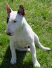 Bullterrier Foto: Alfi..ein Mini-Bullterrier von Freunden (8 Monate) (ID 3421) Bullterrier Hund