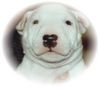Bullterrier Foto: Süße Össi Mädchen MBT Anna-Allegra vom Castell Lentia - 2003 Österreich Import. Danke Ingrid ! (ID 2053) Bullterrier Hund
