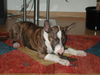 Bullterrier Foto: Apollo (A-Wurf) bei Knochenbeissen (ID 25742) Bullterrier Hund