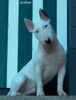 Bullterrier Foto: to know him, is to love him! (ID 38133) Bullterrier Hund