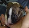 Bullterrier Foto: Sherman Aisbornes Belissima (miniature Bullterrier)...unsere kleine Maus....mittlerweile 4 Wochen alt...wir freuen uns auf sie!! (ID 3422) Bullterrier Hund