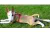 Bullterrier Foto: Bianca B-Wurf (ID 26039) Bullterrier Hund