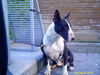 Bullterrier Foto: Bandit (ID 30367) Bullterrier Hund
