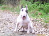 Bullterrier Foto: Bandit (ID 30366) Bullterrier Hund