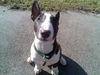 Bullterrier Hund