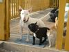 Bullterrier Foto: Laureola´s Nathan und Co (ID 3523) Bullterrier Hund