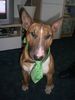 Bullterrier Hund