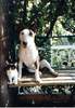 Bullterrier Foto: MBT Charity Trooping the colour mit Freundin (ID 985) Bullterrier Hund