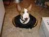 Bullterrier Foto: Ein echter Bulli (ID 26720) Bullterrier Hund