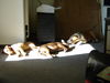 Bullterrier Foto: Siesta an der Sonne (ID 26723) Bullterrier Hund