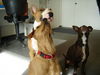 Bullterrier Foto: Was gibts den hier oben? (ID 26721) Bullterrier Hund