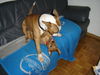 Bullterrier Foto: Wer ist stärker? (ID 26724) Bullterrier Hund