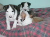 Bullterrier Foto: Welpen vom B-Wurf (ID 25734) Bullterrier Hund