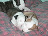 Bullterrier Foto: Welpen vom B-Wurf (ID 25735) Bullterrier Hund