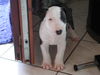 Bullterrier Foto: Welpen vom B-Wurf (ID 25736) Bullterrier Hund