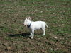 Bullterrier Foto: Duke (ID 25737) Bullterrier Hund