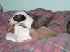 Bullterrier Foto: Welpe B-Wurf (ID 25739) Bullterrier Hund