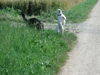 Bullterrier Foto: Duke beim tanzen (ID 25740) Bullterrier Hund