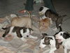 Bullterrier Foto: Welpen B-Wurf (ID 25741) Bullterrier Hund