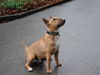 Bullterrier Foto: unser Freund Zeus (ID 26041) Bullterrier Hund