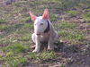 Bullterrier Foto: Darf ich vorstellen mein Wauzi- Emma (ID 31320) Bullterrier Hund