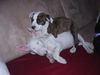 Bullterrier Foto: Emma - (Bulli) u. Sira (ID 31323) Bullterrier Hund