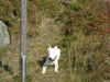 Bullterrier Foto: Das ist mein Kürzlich Verstorbener Bully Namens (ID 26407) Bullterrier Hund