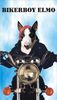 Bullterrier Foto: Ich bin ein Motorfan ! (ID 33691) Bullterrier Hund