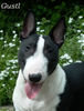 Bullterrier Hund