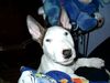 Bullterrier Foto: halllllllllloooooooooo ich bins bruno (ID 19187) Bullterrier Hund