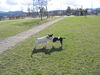 Bullterrier Foto: Luna&Yankee 04/06 (ID 30750) Bullterrier Hund